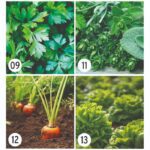 Posavasos de papel de semillas